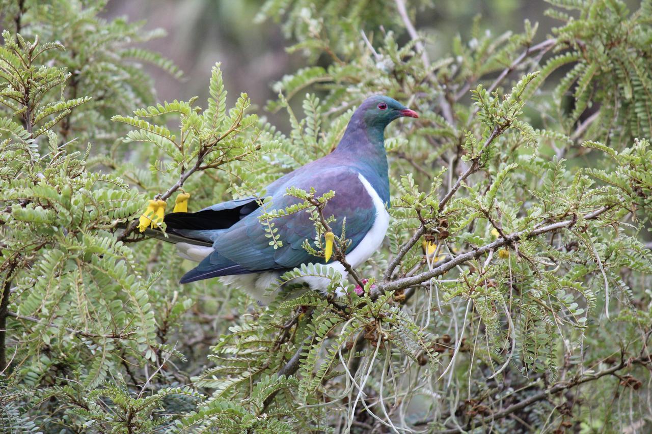 Bed and Breakfast Tui Hideaway Invercargill Esterno foto