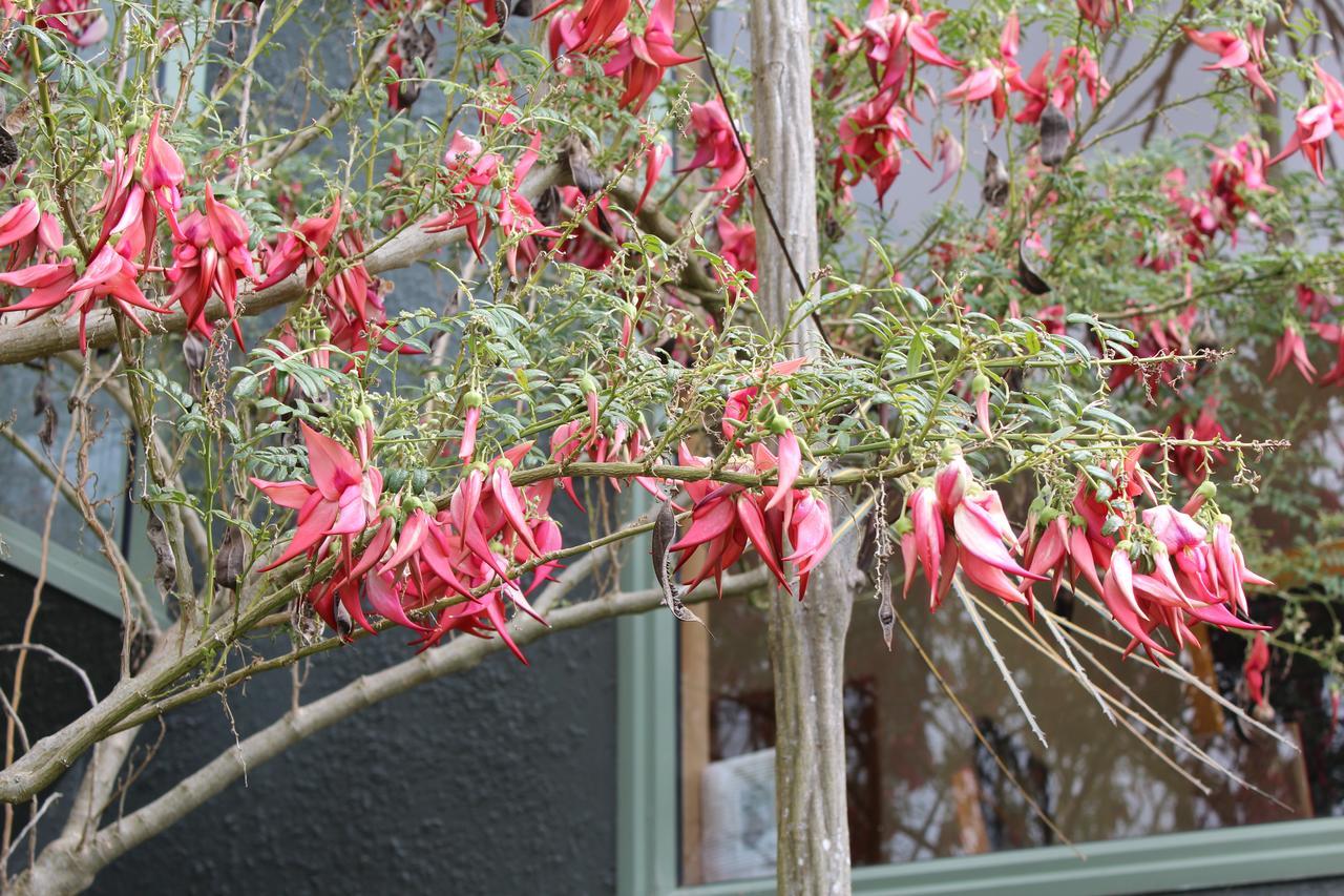 Bed and Breakfast Tui Hideaway Invercargill Esterno foto